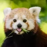 Panda Rosso che Mangia