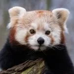 Panda Rosso con Faccia Seria