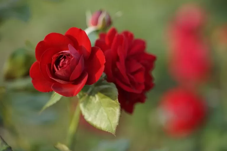 Piccole Rose Rosse