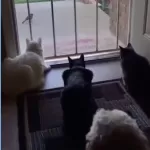 3 Gatti alla porta e un Cane…come andrà a finire?
