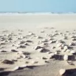 Conchiglie sulla Spiaggia