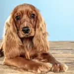 Come avviene la cremazione degli animali