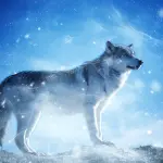 Lupo nella Neve