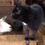 Gatto vs Pecora: chi avrà la meglio?