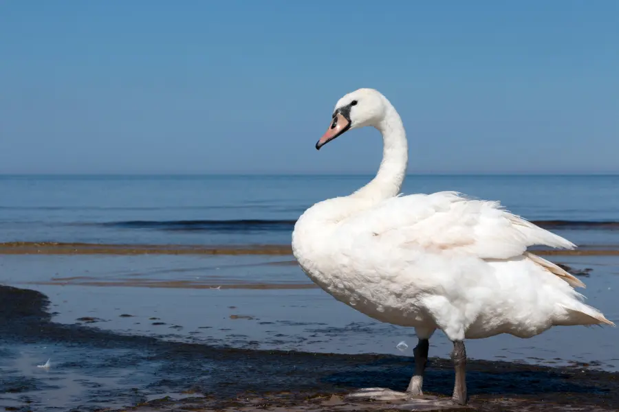 Cigno Fuori dall'Acqua