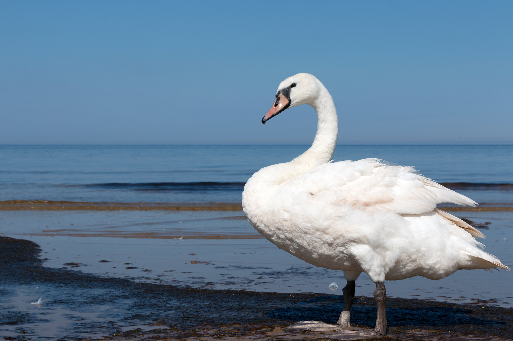 Cigno Fuori dall'Acqua