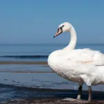 Cigno Fuori dall'Acqua