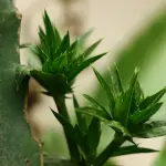 Scienza e natura: come gli estratti vegetali stanno trasformando il settore anti-aging