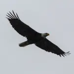 Aquila con Ali Spiegate