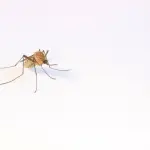 Come proteggersi dalle zanzare: i rimedi da utilizzare e i consigli da seguire