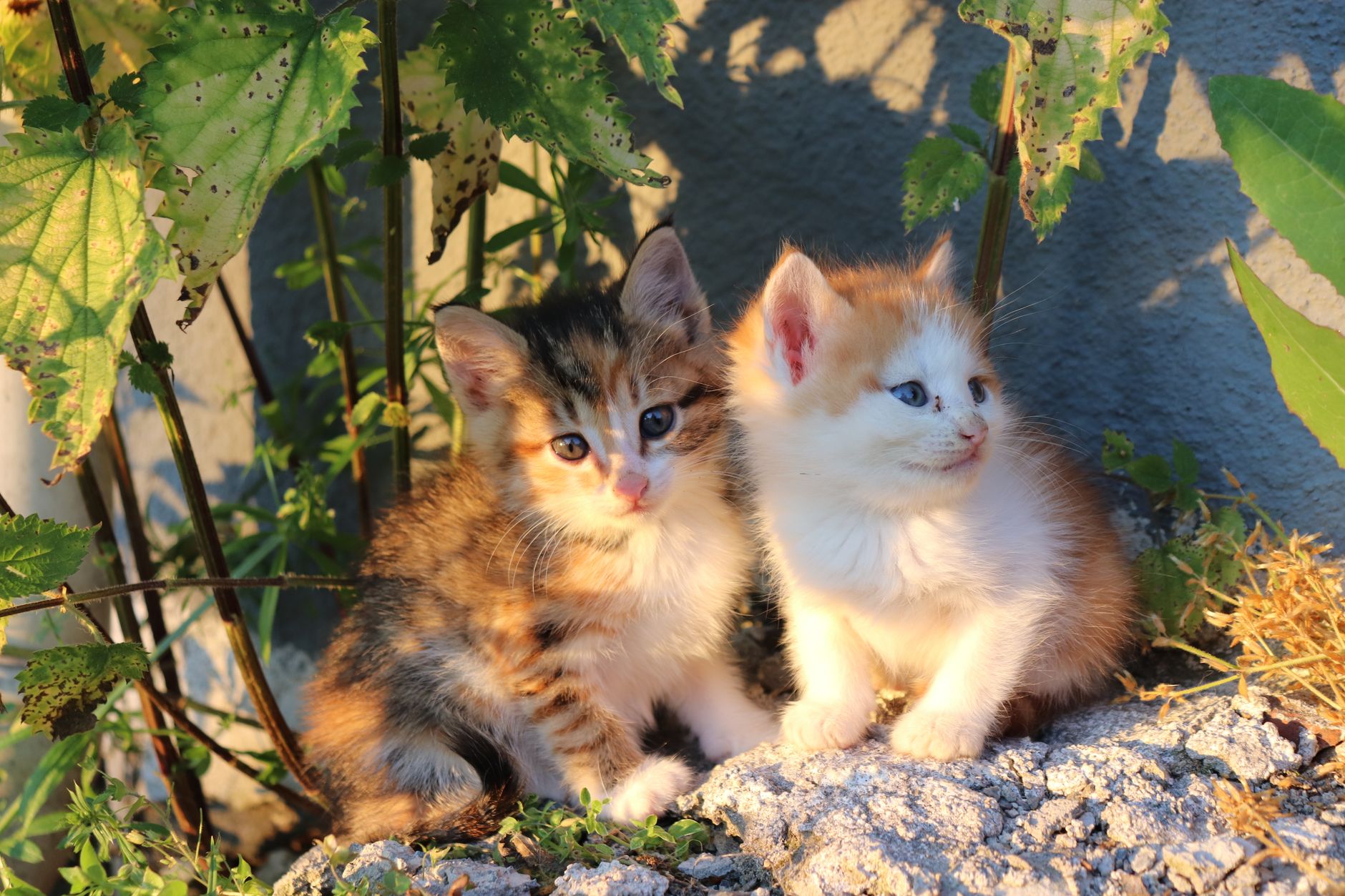 Nomi gattine femmine: idee originali e criteri