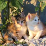 Nomi gattine femmine: idee originali e criteri