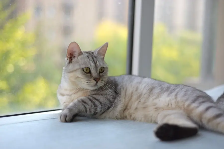 Perché il gatto fa le fusa: significato reale