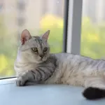 Perché il gatto fa le fusa: significato reale