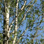 Proprietà della betulla: usi e indicazioni
