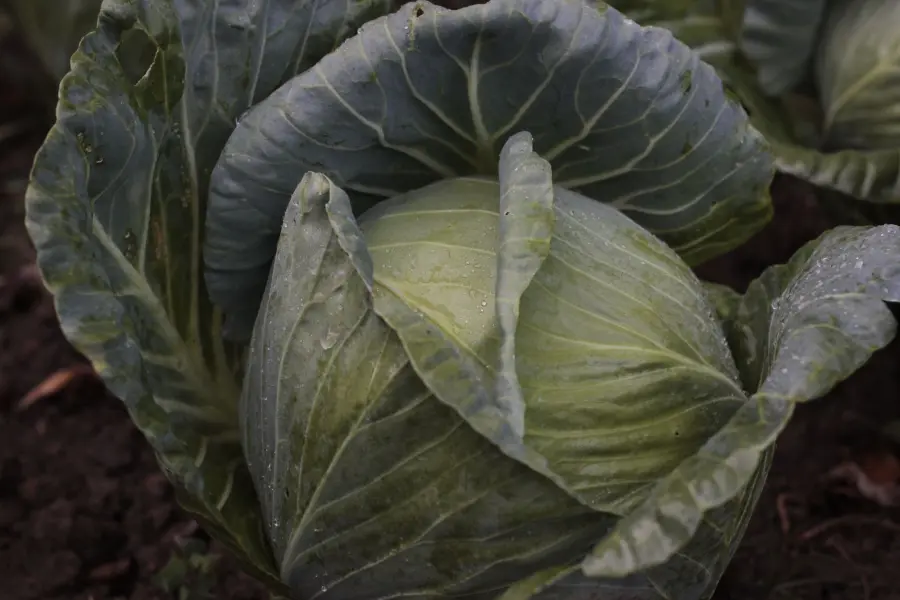 Cavolo cappuccio al vapore: cottura e proprietà