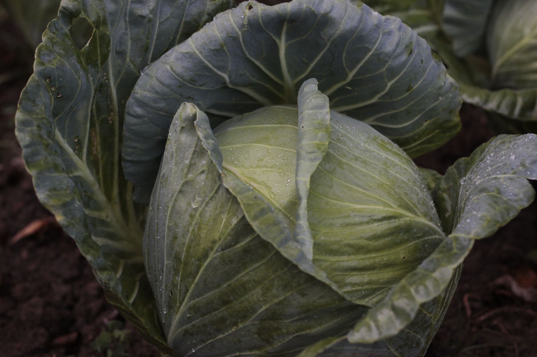 Cavolo cappuccio al vapore: cottura e proprietà