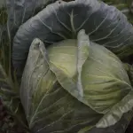 Cavolo cappuccio al vapore: cottura e proprietà