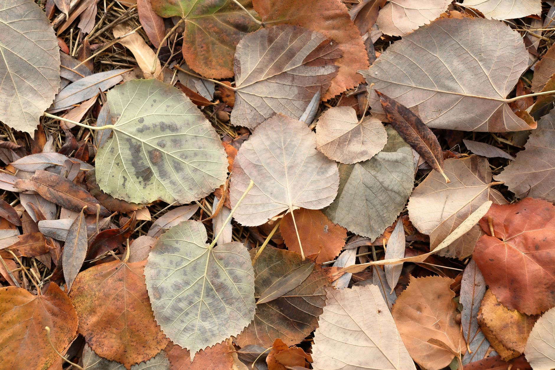 Perché le foglie diventano rosse in autunno