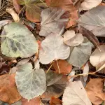 Perché le foglie diventano rosse in autunno