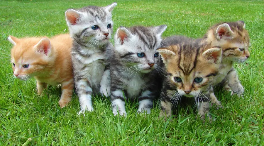 Razze di gatti affettuosi: come scegliere quella giusta
