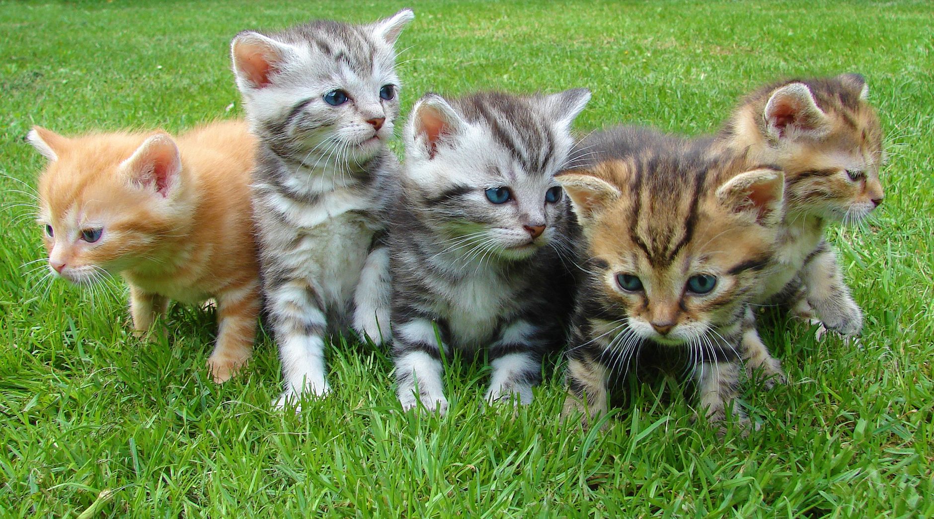 Razze di gatti affettuosi: come scegliere quella giusta