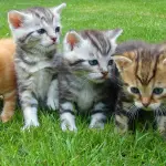 Razze di gatti affettuosi: come scegliere quella giusta