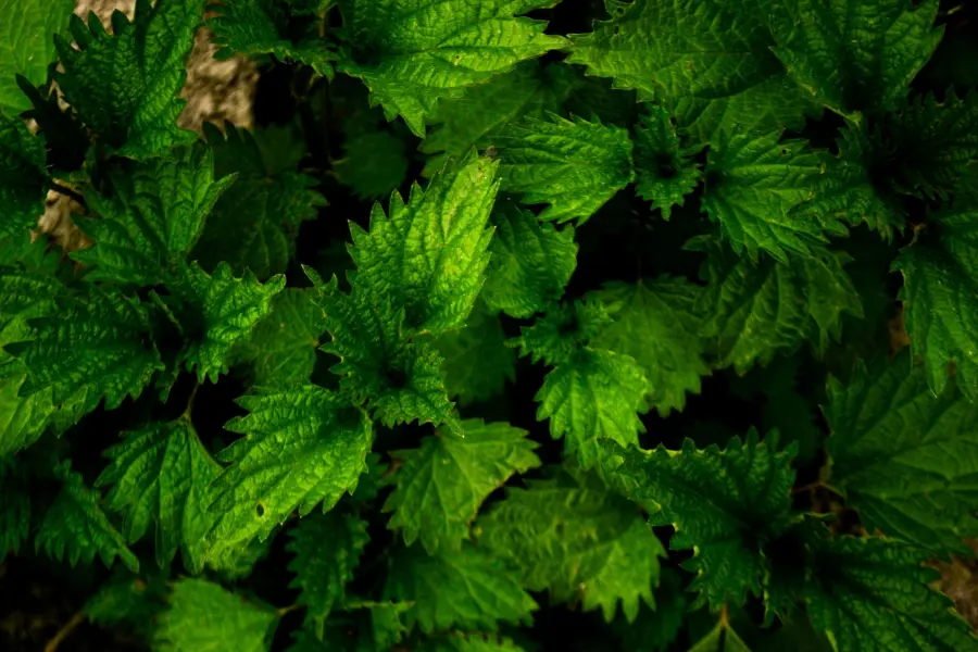 Ortica in cucina: raccolta e preparazione sicura