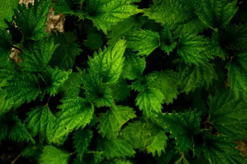 Ortica in cucina: raccolta e preparazione sicura
