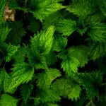 Ortica in cucina: raccolta e preparazione sicura