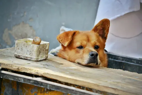 Razze di cani intelligenti: quali sono davvero