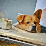 Razze di cani intelligenti: quali sono davvero