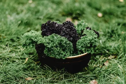 Cavolo nero: proprietà e usi in cucina