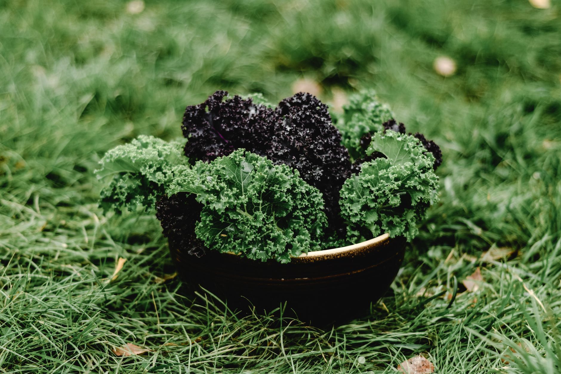 Cavolo nero: proprietà e usi in cucina