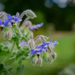 Borragine: raccolta, cucina e cautele