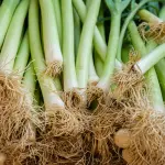 Porri in cucina: pulizia e ricette per valorizzarli