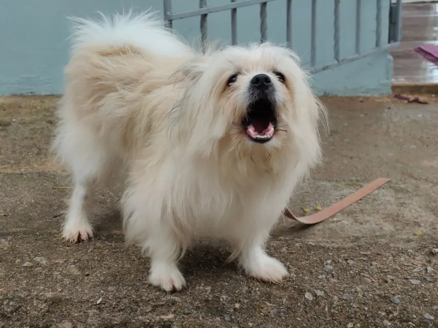 Cane che abbaia troppo: cause e soluzioni