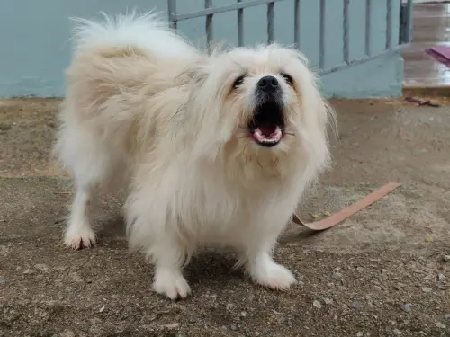 Cane che abbaia troppo: cause e soluzioni