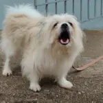 Cane che abbaia troppo: cause e soluzioni