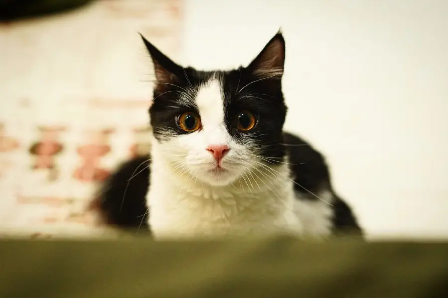 Gatto in appartamento: come garantirne il benessere