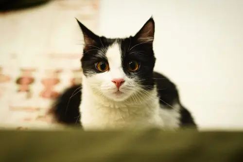 Gatto in appartamento: come garantirne il benessere
