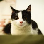 Gatto in appartamento: come garantirne il benessere