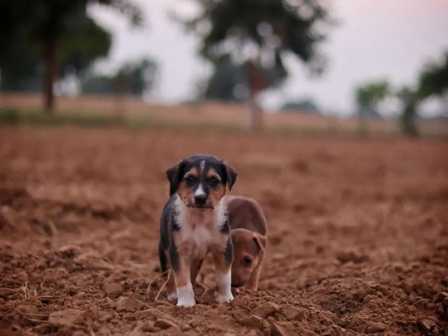Educare un cucciolo di cane: le basi da cui partire