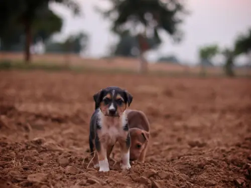 Educare un cucciolo di cane: le basi da cui partire