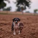 Educare un cucciolo di cane: le basi da cui partire