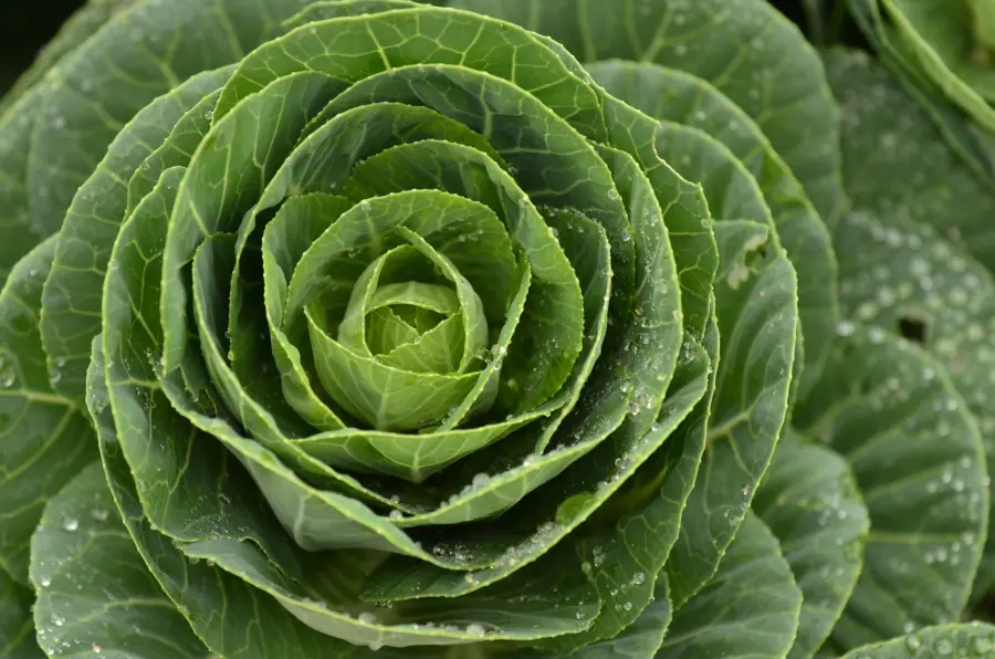 Cavolo cappuccio: crudo o stufato, quale è più digeribile