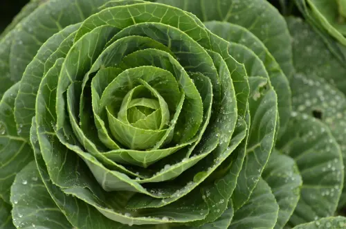 Cavolo cappuccio: crudo o stufato, quale è più digeribile