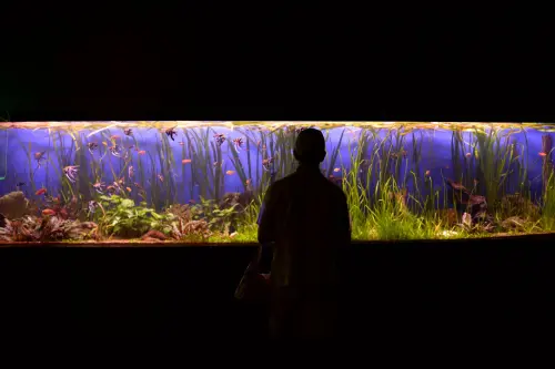 Pesci d'acqua dolce: specie facili per il primo acquario