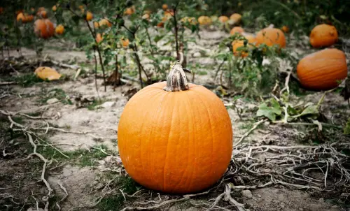 Zucca al forno caramellata: guida tecnica completa