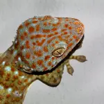 Geco con la testa colorata